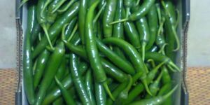 Green Chilli