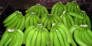 India Cavendish Banana