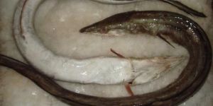 Frozen Eel Fishes