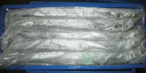 Frozen Ribbon Fishes