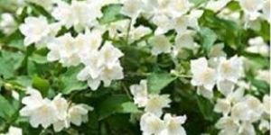 Fresh Jasmine Flower
