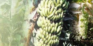 Tissue Culture Banana Plant