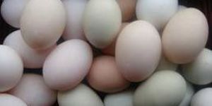 Poultry Eggs