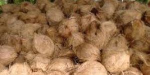 Semi Husked Coconuts