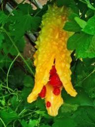 Momordica Charantia