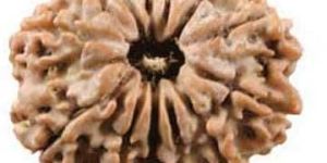 13 Mukhi Rudraksha