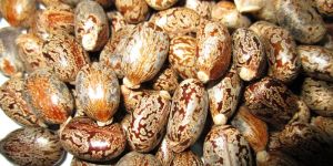 Castor Seeds