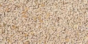 Psyllium Seed