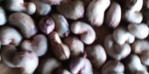 Raw Cashew Nut
