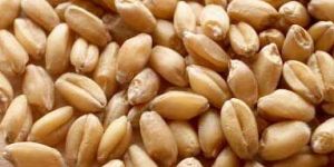 Wheat Seeds