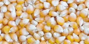 Yellow Corn