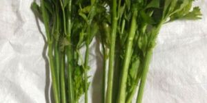 Celery Leaves Powder