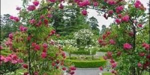 Garden Maintenance Services