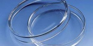 Glass Petri Dish