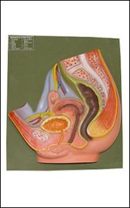 Male Reproductive System