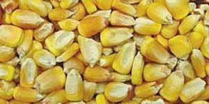 Human Feed Maize Seeds