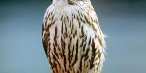 Limestone Falcon Statue