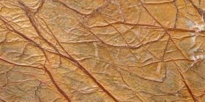 Rainforest Antique Gold Marble Stone