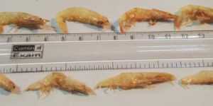 Dried Shrimp