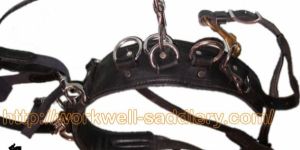 Training Bitting Rig