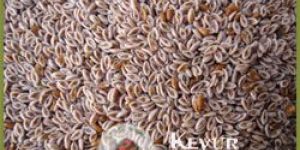 Psyllium Seeds