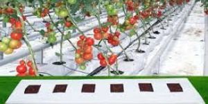 Coco Peat Grow Bag