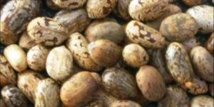Castor Seeds