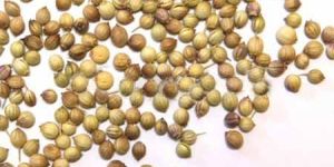 Coriander Seeds