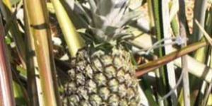 Ananas Comosus-pineapple