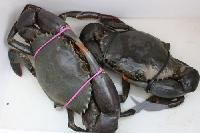 Mud Crabs