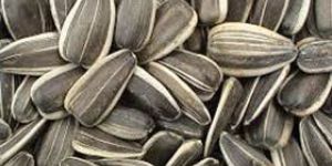 Sunflower Seeds
