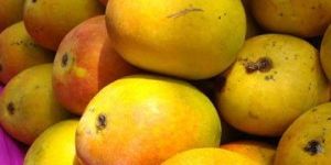 Fresh Alphonso Mango