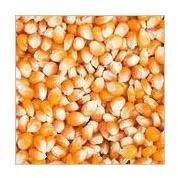 Yellow Maize Seeds