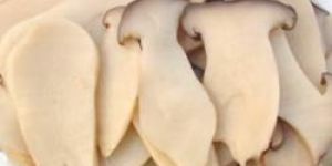 Dried Milky Mushroom