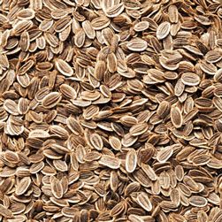 Dill Seeds