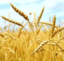 Wheat Germ Oil