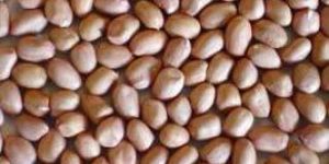 Groundnuts