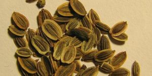 Dill Seeds