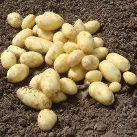 Potato Seeds