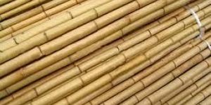 Bamboo Sticks