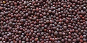 Mustard Seeds