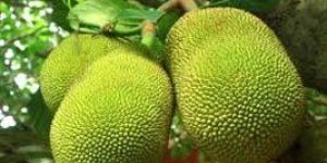 Fresh Jackfruit