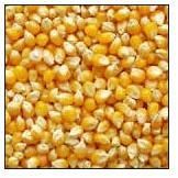 Yellow Maize