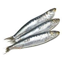 Frozen Sardine