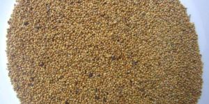 Foxtail Millet Seeds