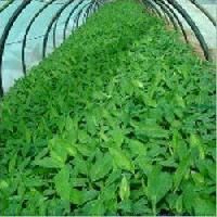 Banana Tissue Culture Plants