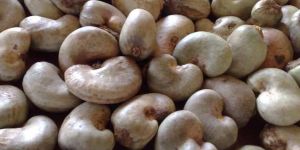 Raw Cashew Nuts