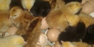 CROILERS HATCHING EGGS