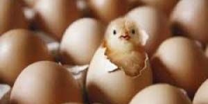 Fertile Hatching Eggs (Broiler)