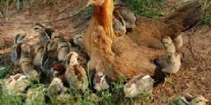 Original Indian Country Chickens Day Old Chicks